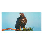 Vykort "Örn"