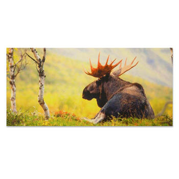 Vykort "Älg"